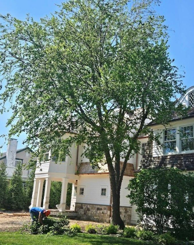 Worker trimming shrubs beside a two-story house with a large tree and blue sky