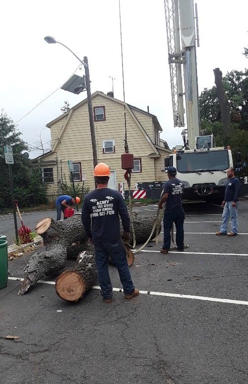 Utility workers clearing a fallen tree beside a truck and utility pole on a wet street
