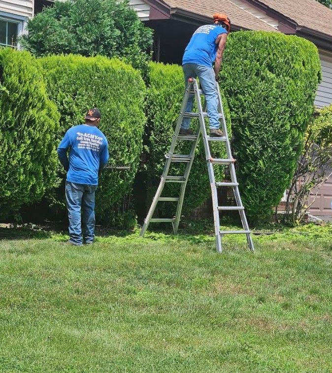 Two landscapers trimming large hedges, one on a ladder in a front yard.