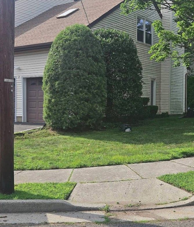 Trimmed bushes beside a suburban house, with a sidewalk, lawn, and driveway visible.