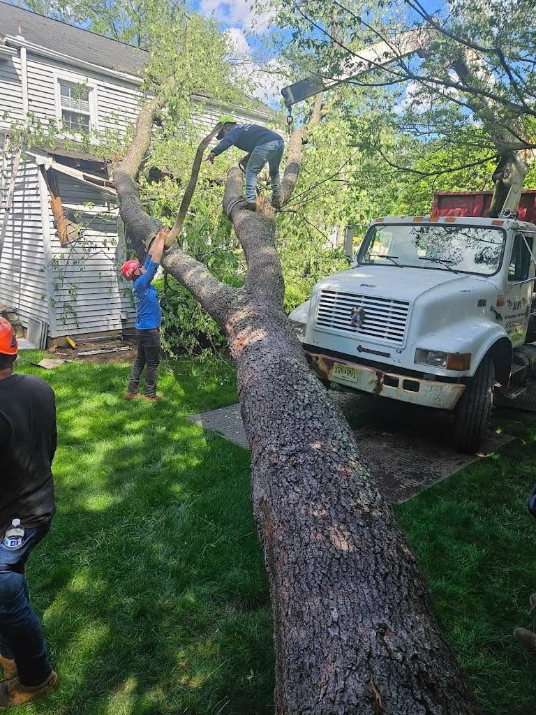Crew trimming a fallen tree beside a white utility truck in a grassy yard