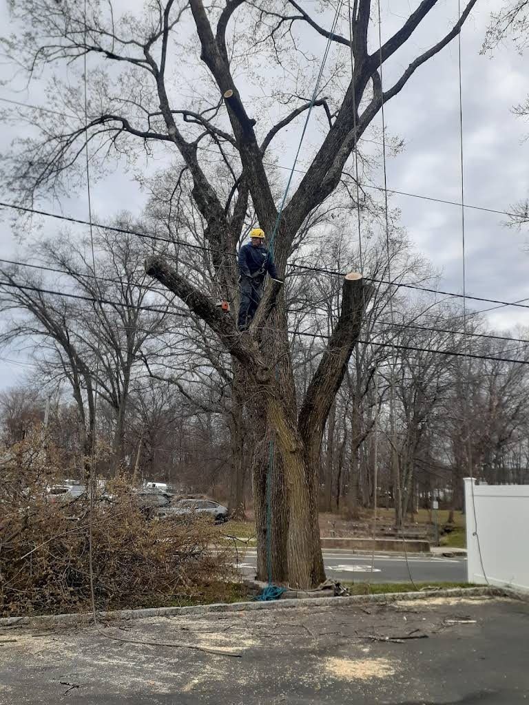 Person in a blue jacket climbing a large leafless tree in a roadside lot