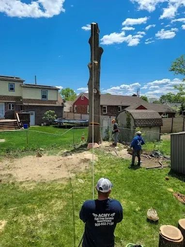 Workers cutting down a tall tree in a suburban backyard, with a crane and wood chips on the ground.