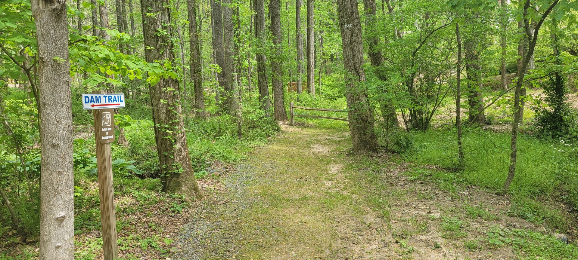 A dirt road in the woods with a sign on the side that says camp trail