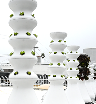 White vertical hydroponic towers with green plants on a rooftop garden