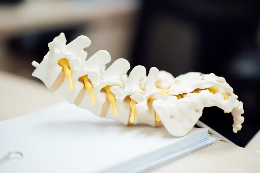 A model of a human spine is sitting on top of a book.