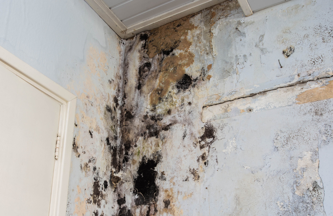 water damage mitigation process