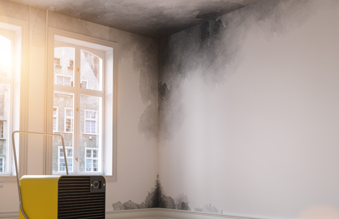 Asbestos & Mold Services