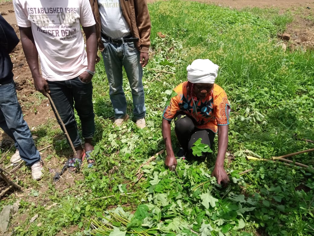 A group of people are working in a field.