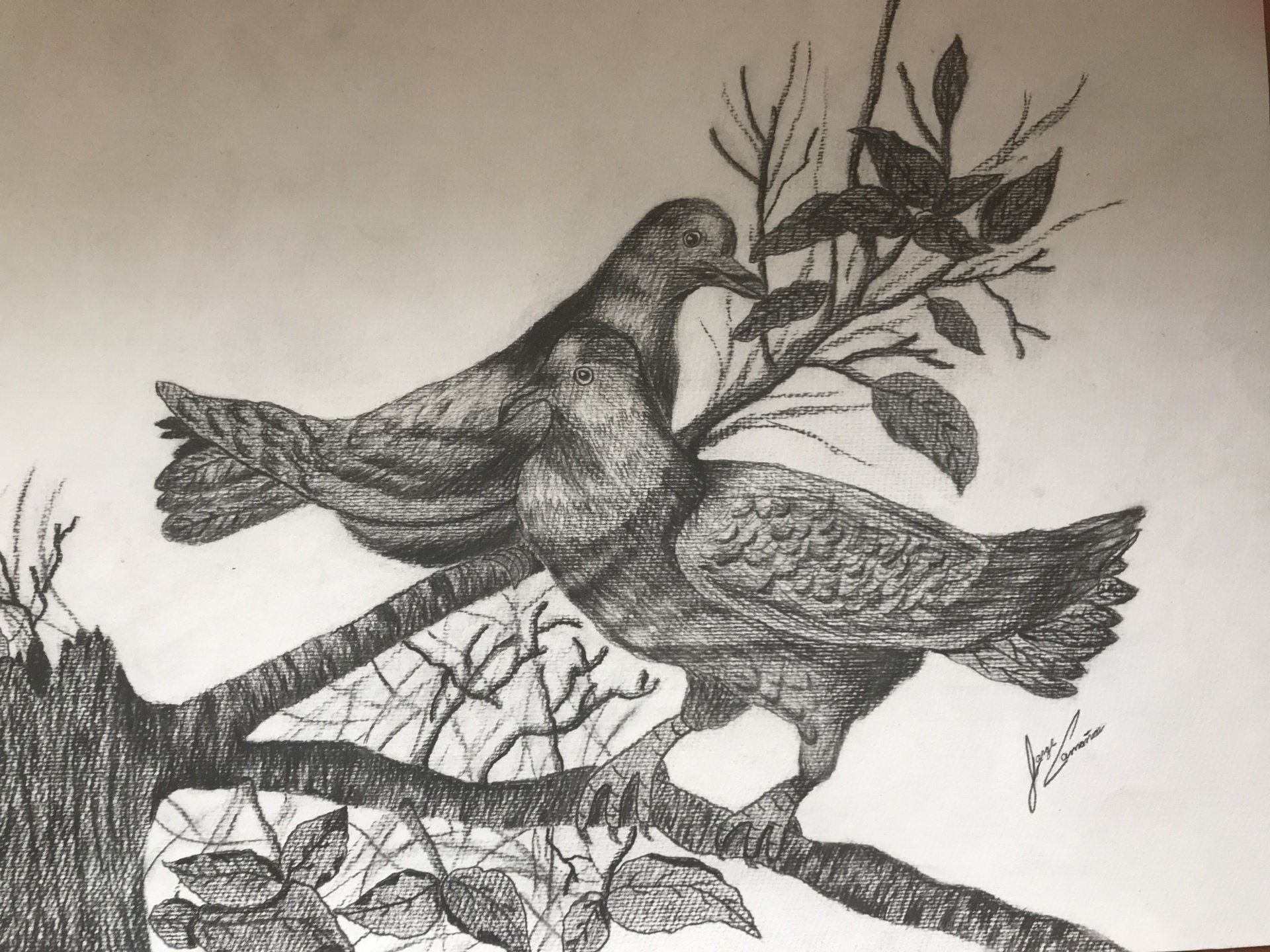 A black and white drawing of two birds on a tree branch