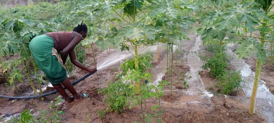 A woman is watering plants with a hose in a garden.