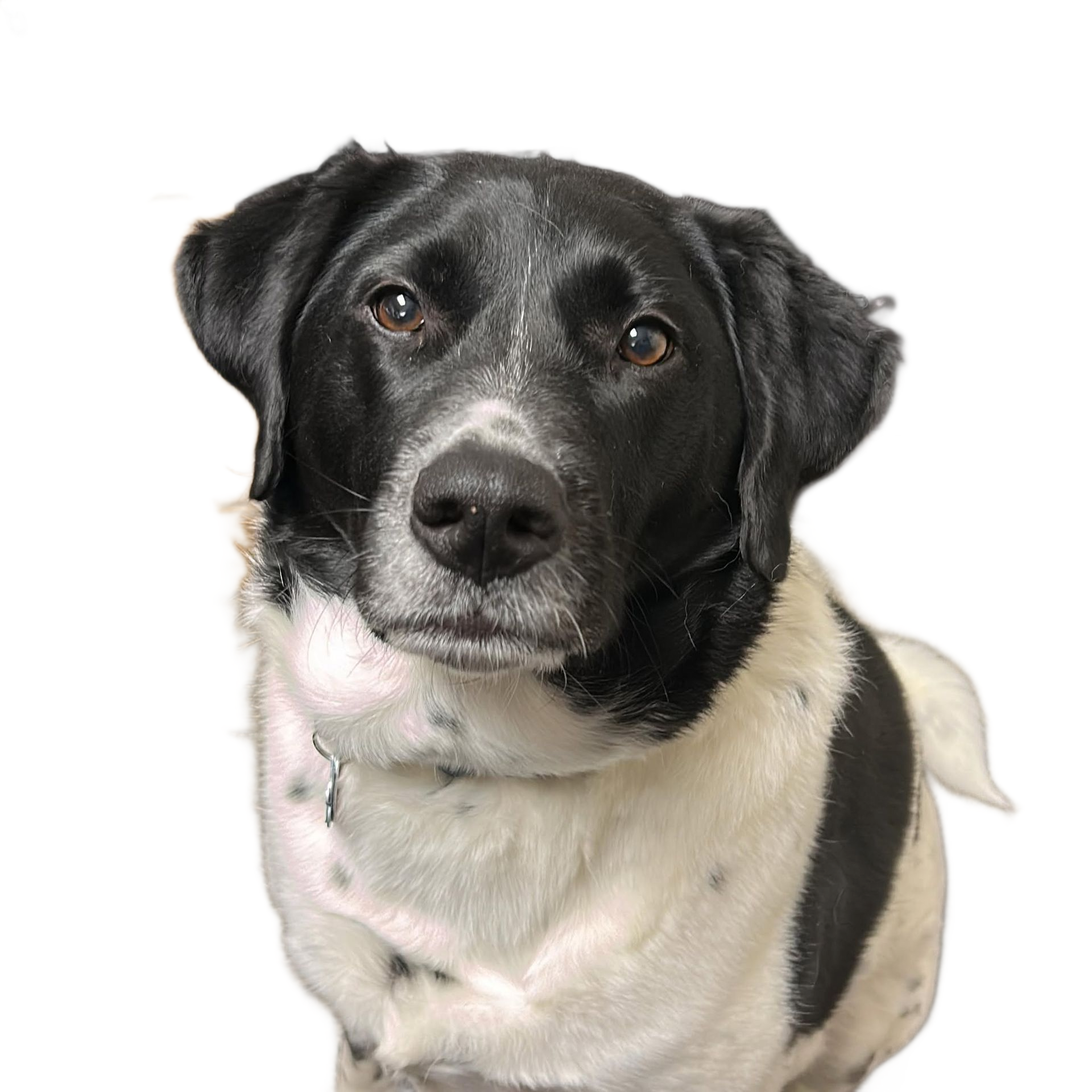Black-and-white dog with a white muzzle, looking at the camera on a white background