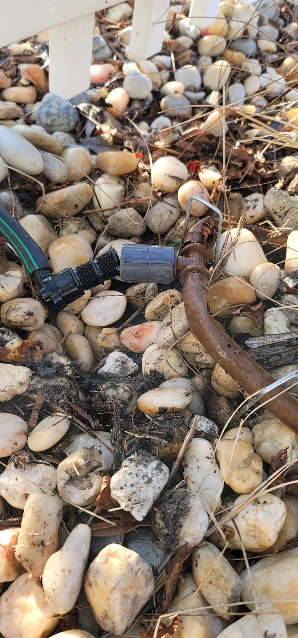 Close-up of a garden hose connection partially buried in white rocks and soil. A green hose connects to a gray fitting.