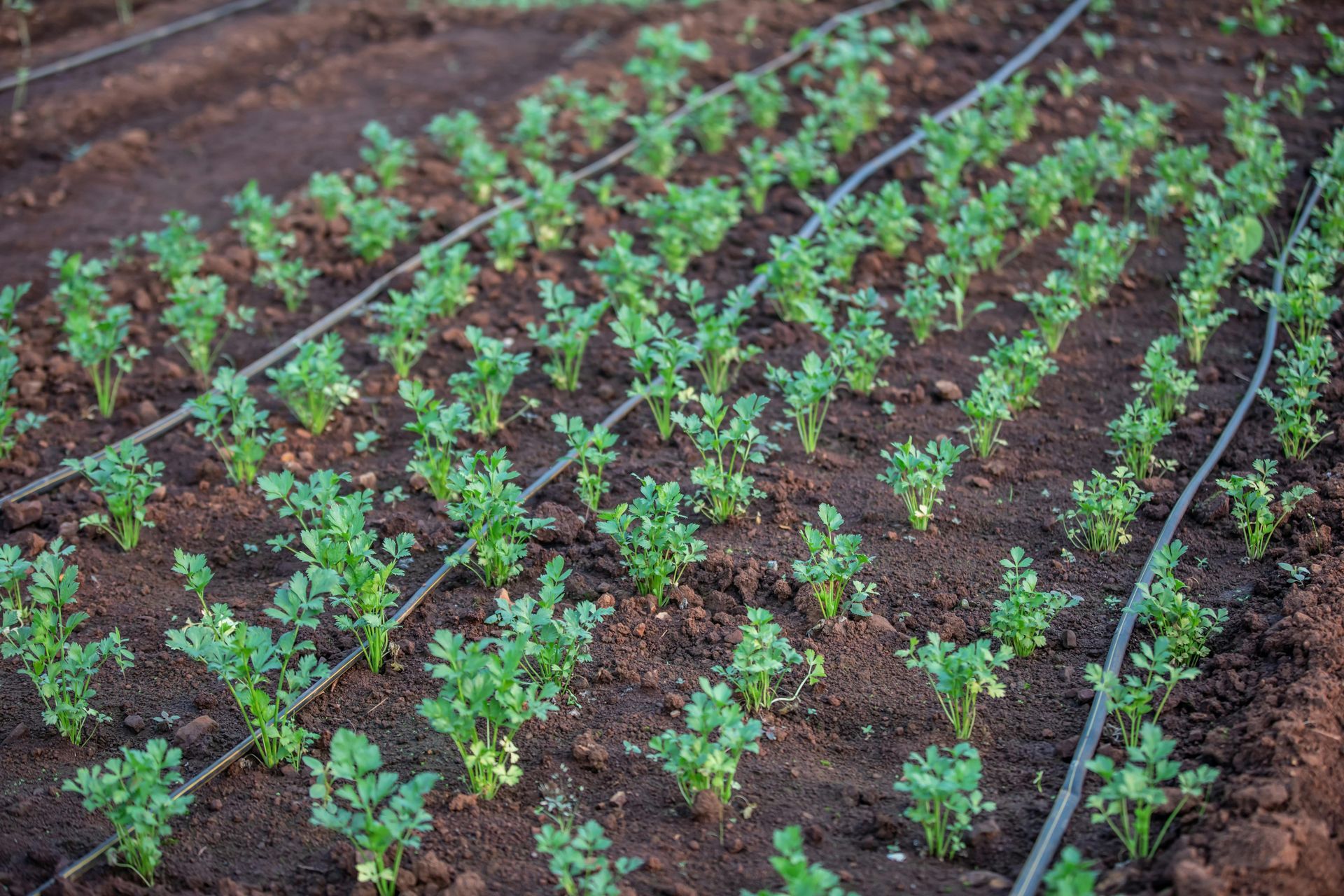 Rows of young green plants with drip irrigation on dark soil in a garden.