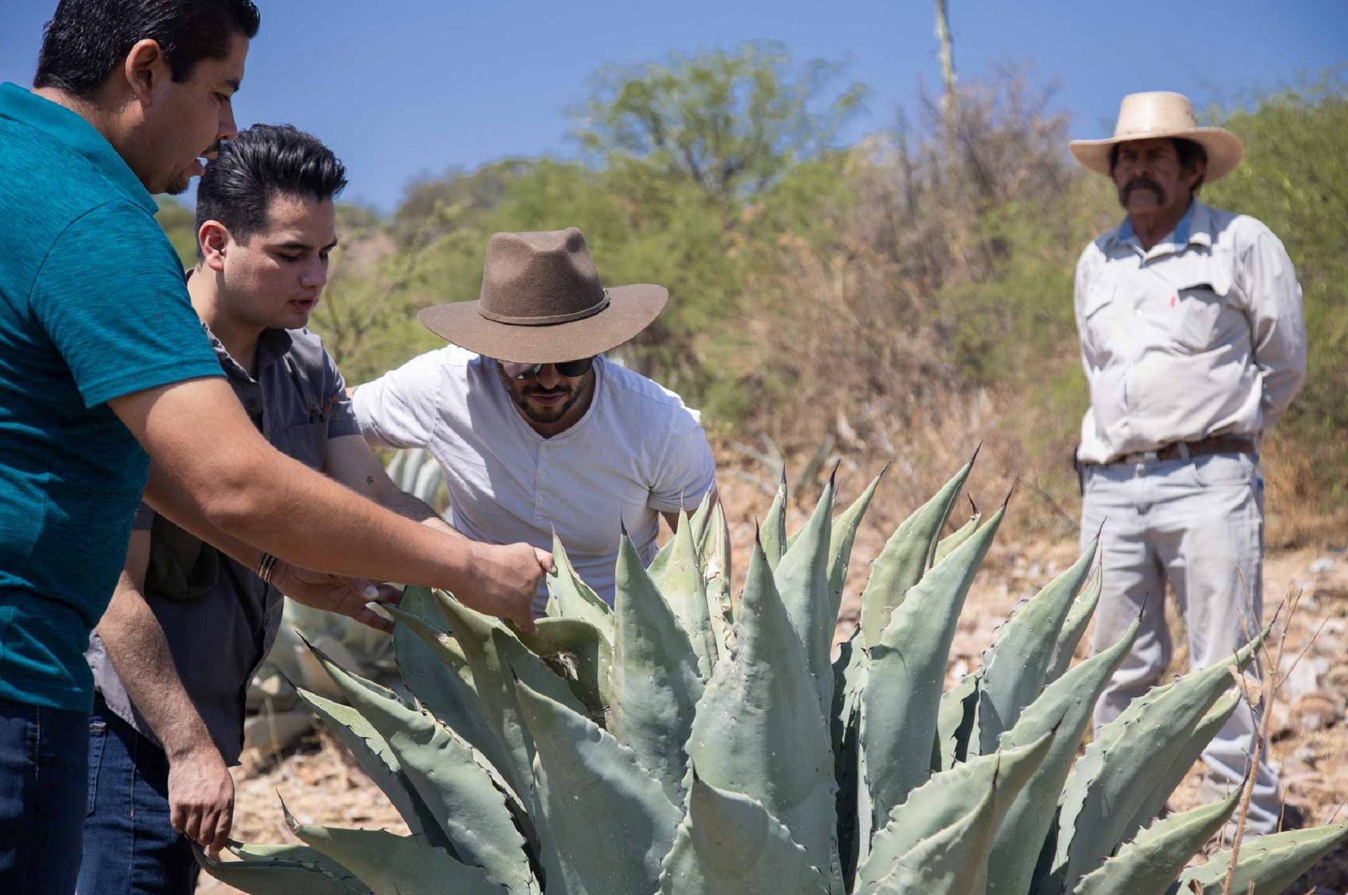 Cuatro personas examinan una gran planta de agave al aire libre en un día soleado. Un hombre con sombrero observa.