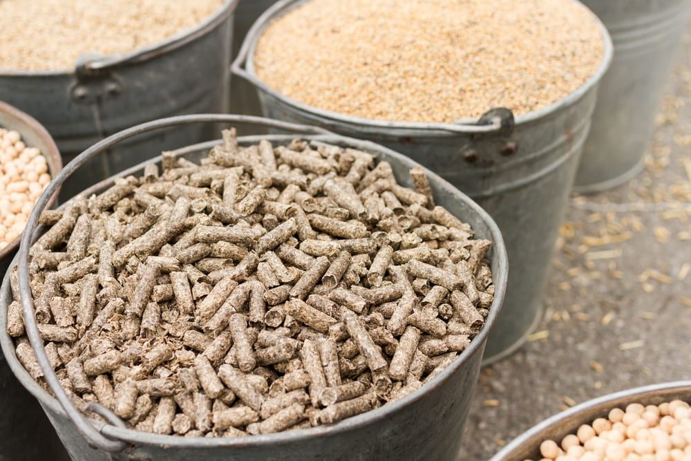 There Are Many Different Types of Food in the Buckets — Farm and Home in Nabiac, NSW