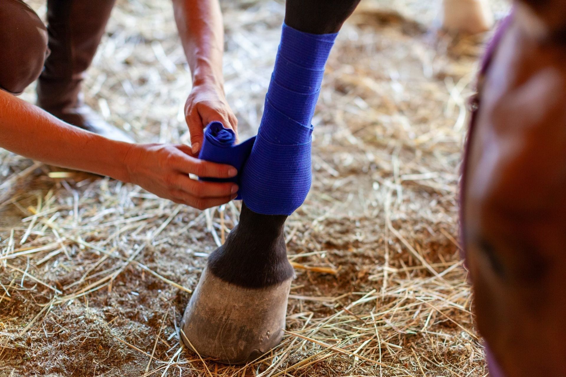 Person wrapping a blue bandage around a horse's leg in a stable with hay on the ground — Farm and Home in Nabiac, NSW