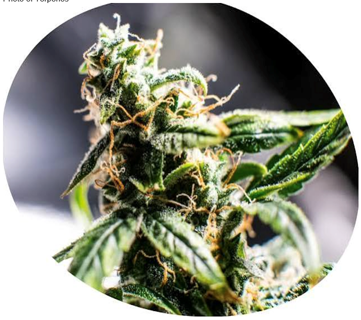 Prescription form with cannabis buds next to an orange pill bottle and Rx symbol