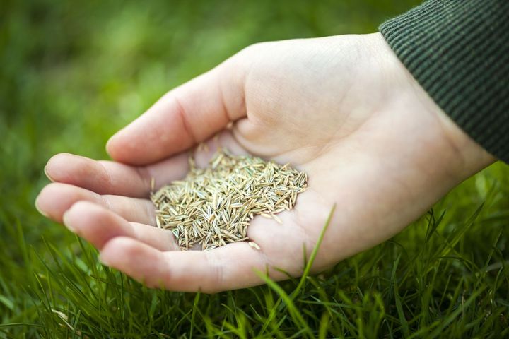 Hand holding grass seeds over a green lawn.