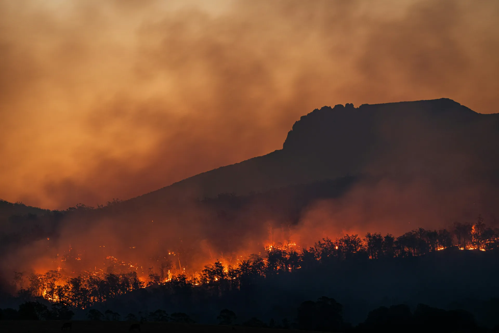 trigger-point-wildfire-point-home-protection-home-wildfire-image