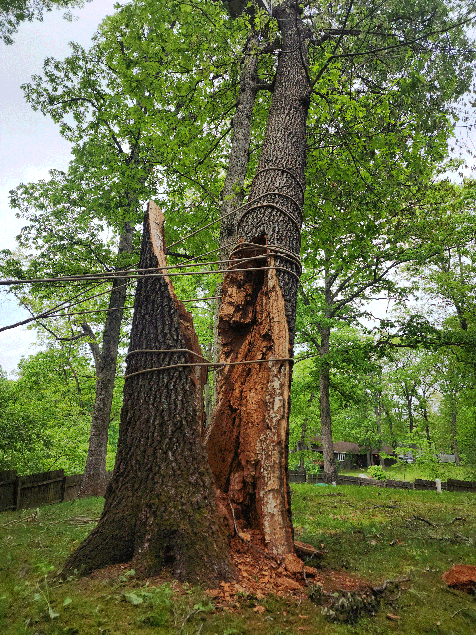 A tree that has been damaged by a storm in the woods.