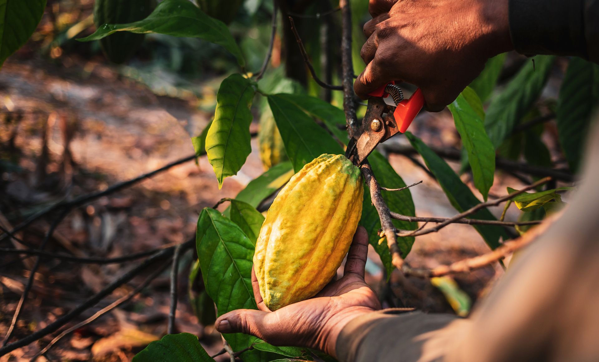 A person is picking a cocoa pod from a tree.