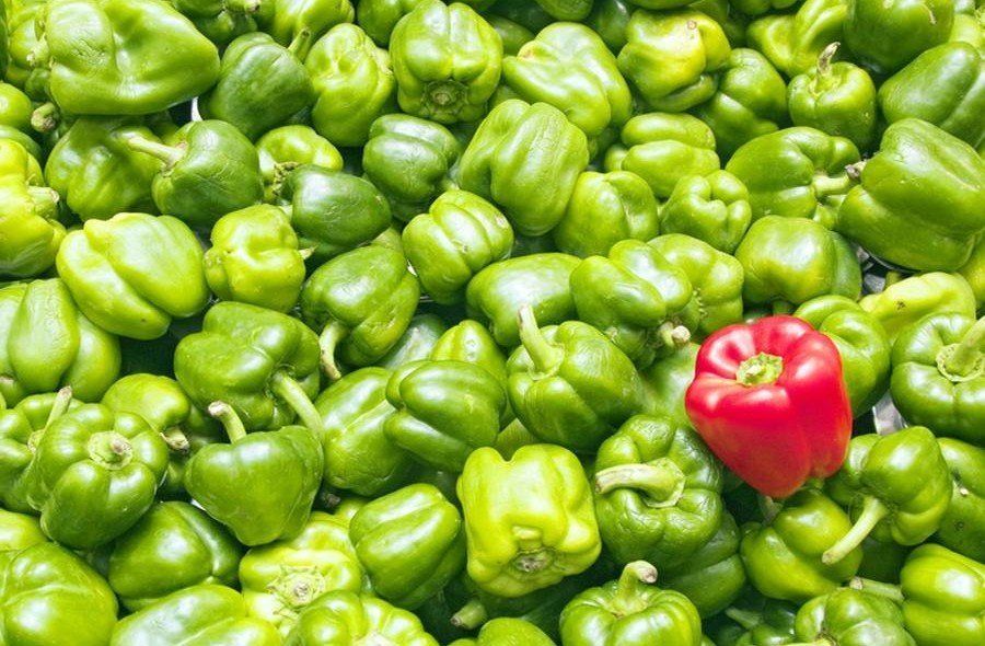 Pile of green bell peppers, with one red bell pepper.