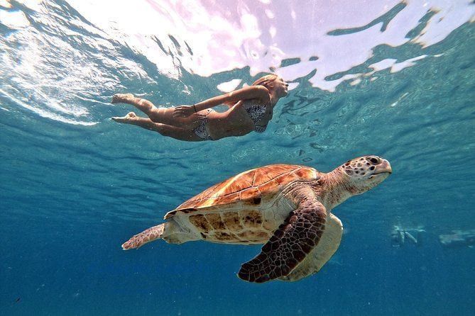 Green turtle swimming over the reef while snorkelling in the Trou aux Biches lagoon, north-west Maur