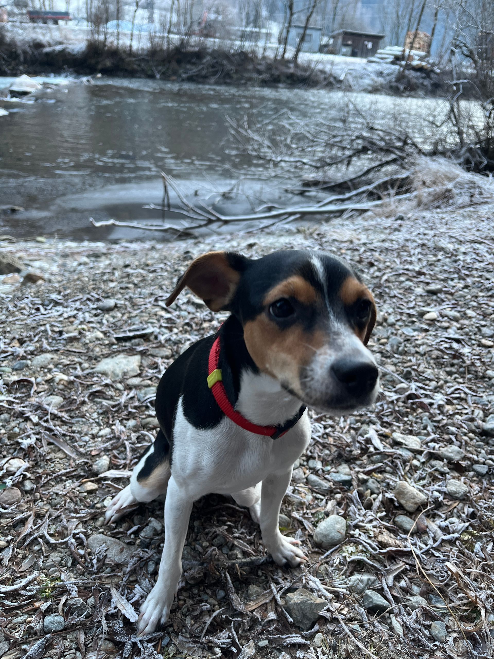 Ein Hund mit schwarzem, weißem und braunem Fell sitzt an einem kalten Tag an einem zugefrorenen Fluss.