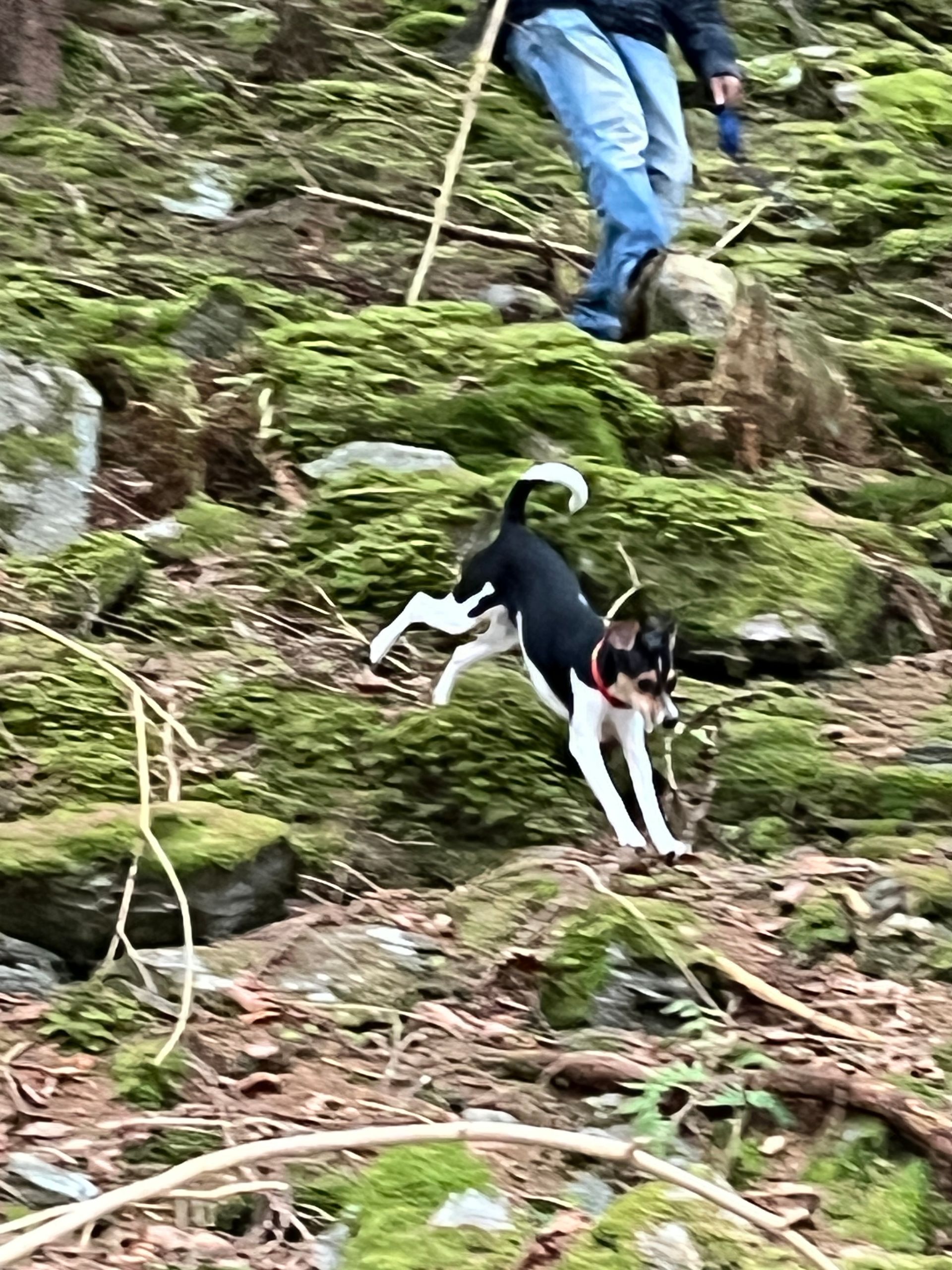 Hund, schwarz-weiß, springt einen moosbewachsenen Hang hinunter, Person darüber.