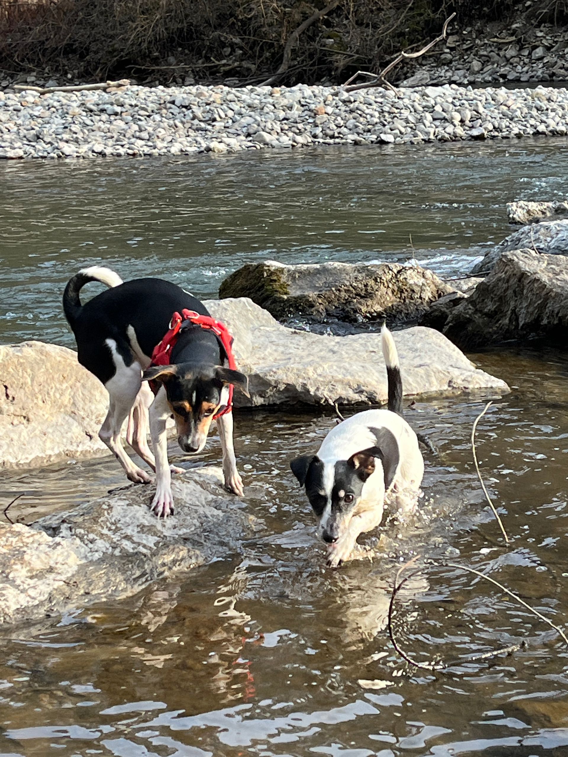 Drie honden spelen in een rivier.