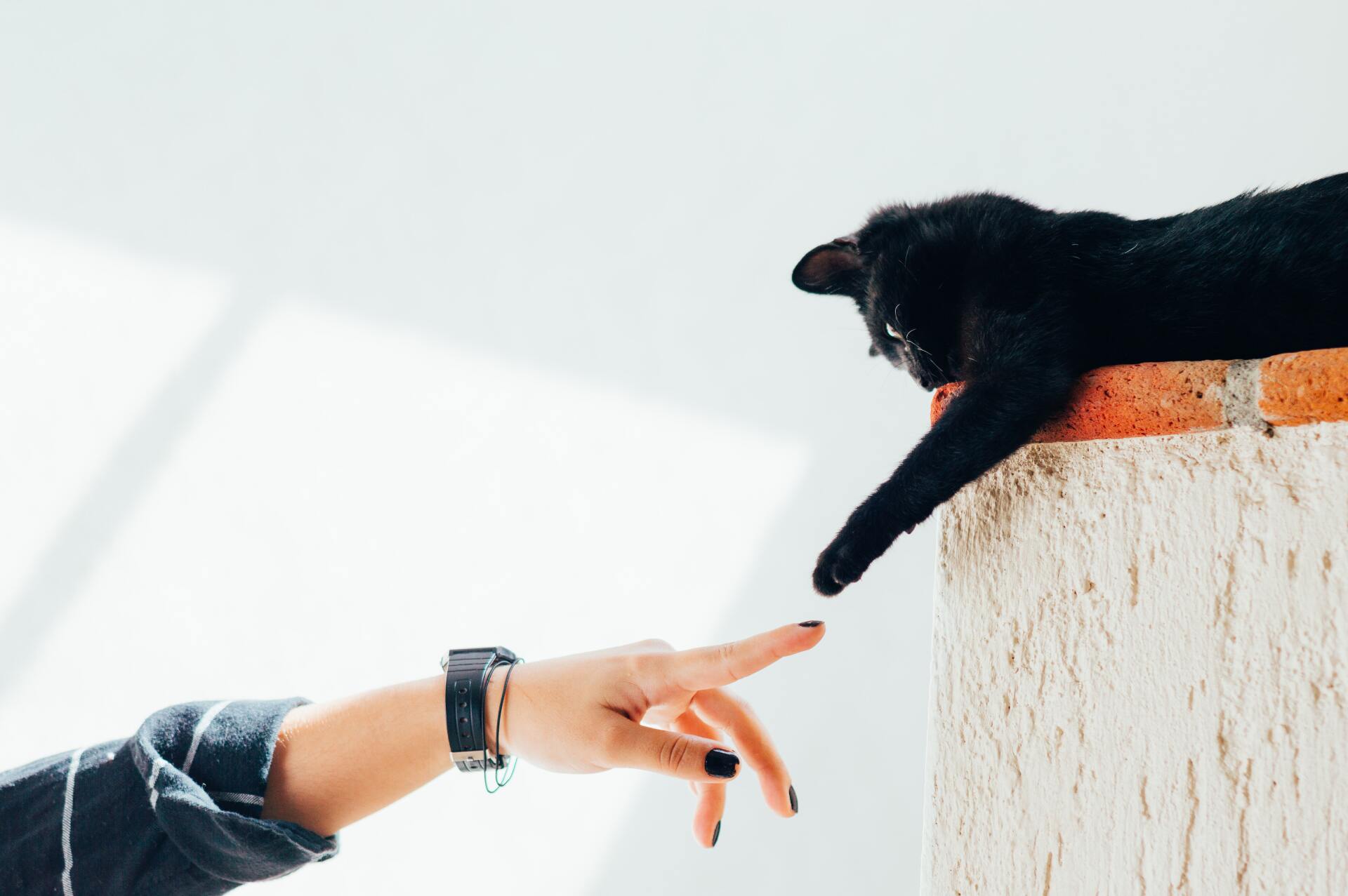 Alergia a gato Alergia a Gato e seus sintomas