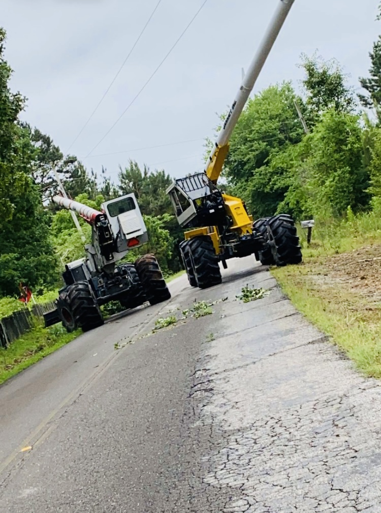 Tree Pruning Near Me | Killen, Alabama | Tree Pro Inc.