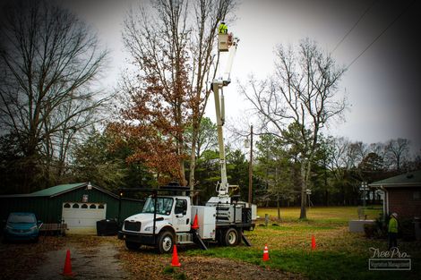 Tree Pruning — Killen, AL — Tree Pro Inc.