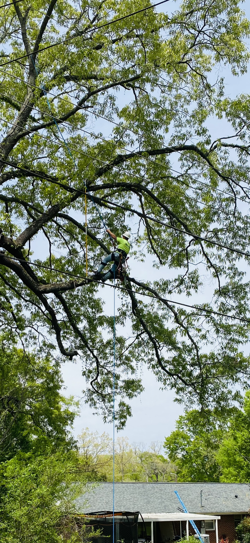 Tree branches and green leaves framing a small house roof under a bright sky