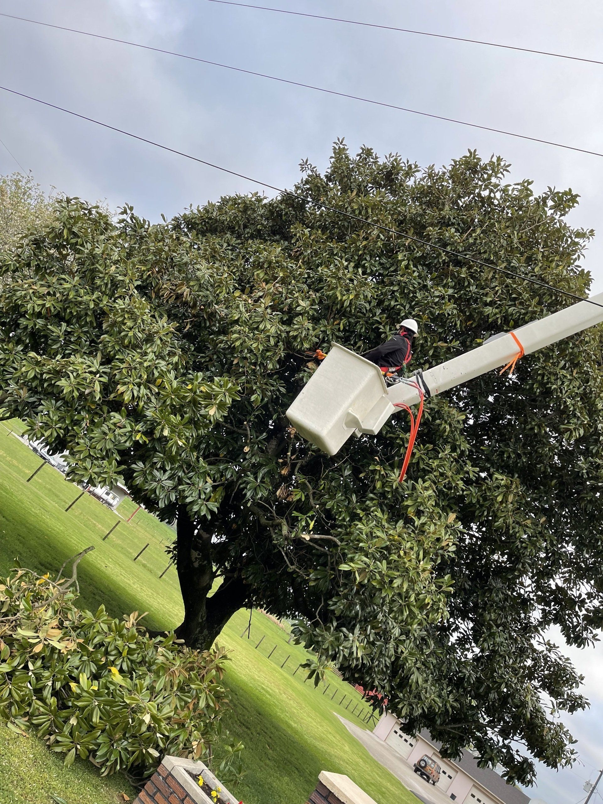 Utility bucket lift by a large tree in a grassy residential area