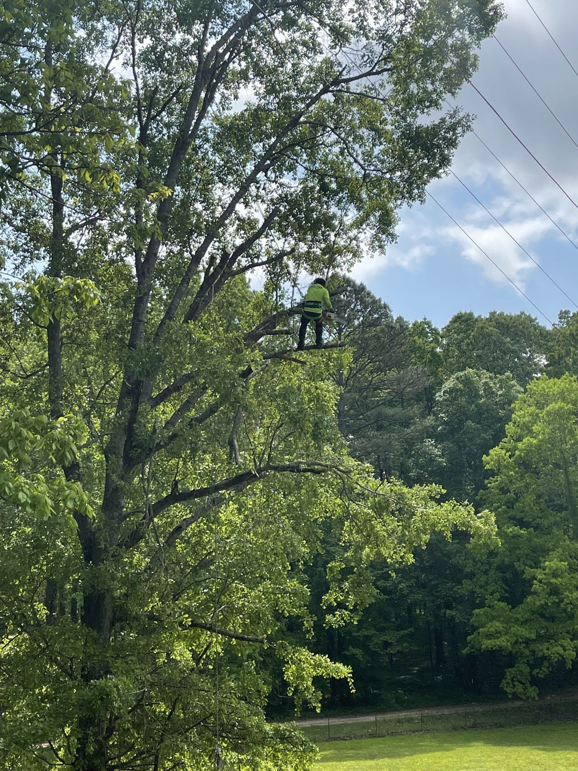 Green trees in a sunny park with a small black bird feeder hanging from a branch