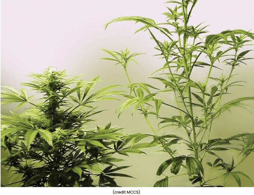 Medical Cannabis