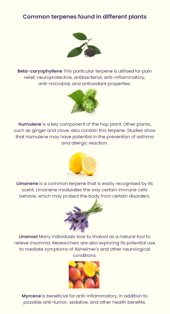 A list of different types of plants and fruits