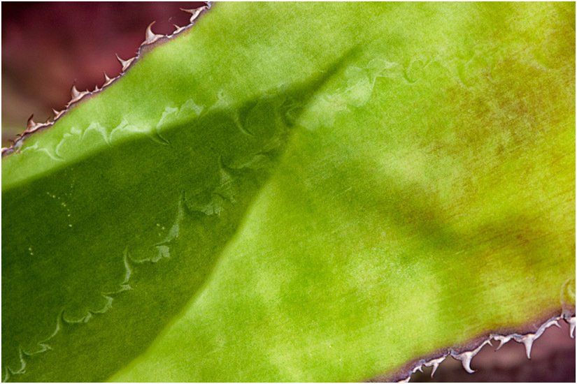 A close up of a green leaf with white thorns
