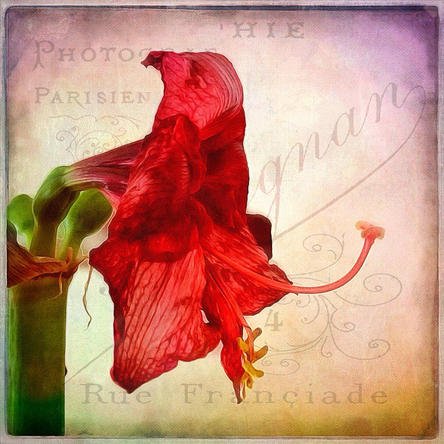 A close up of a red flower on a colorful background