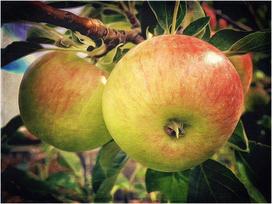 Two apples are hanging from a tree branch