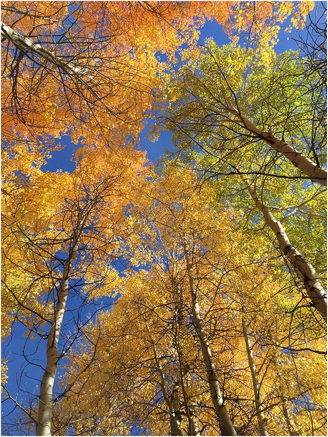Looking up at a row of trees with yellow leaves against a blue sky.