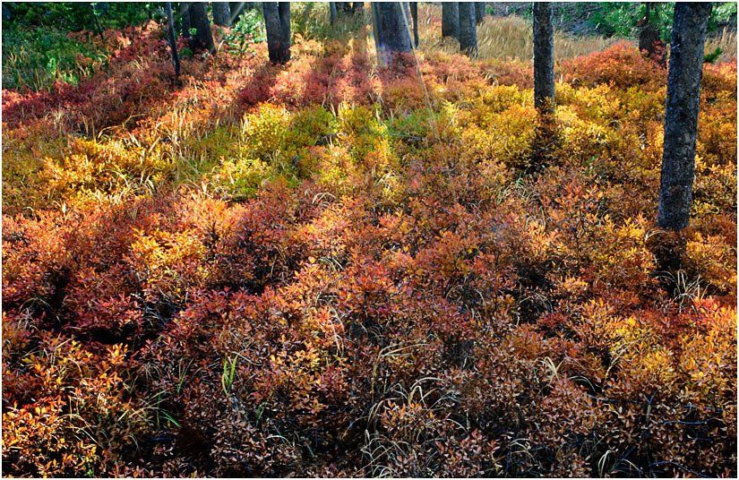 A forest filled with lots of trees and plants