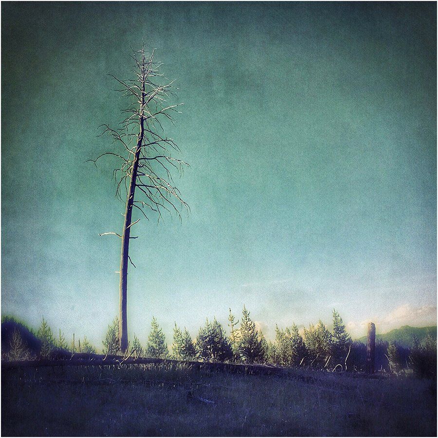 A tree in a field with a blue sky in the background