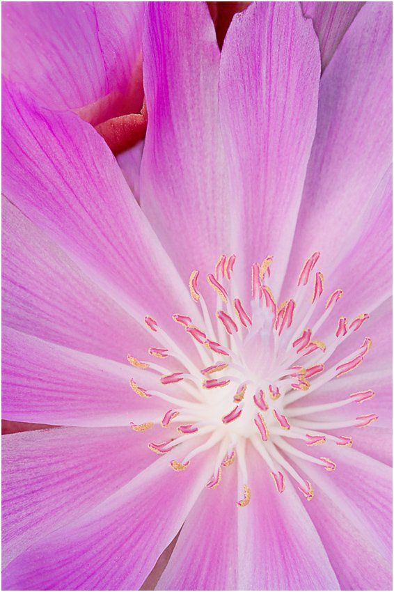 A close up of a pink flower with a white center