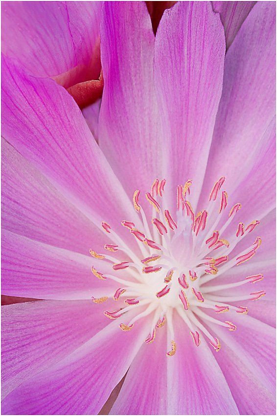 A close up of a pink flower with a white center