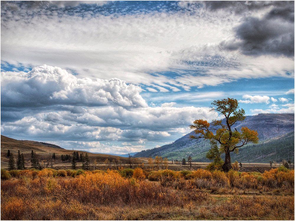 There is a tree in the middle of a field with mountains in the background.
