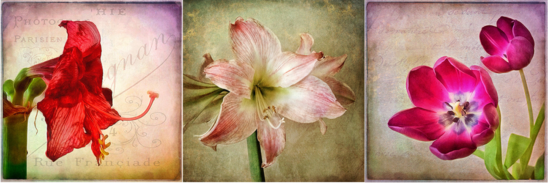 A collage of three pictures of different types of flowers.