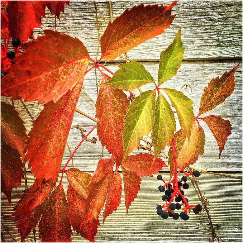 A plant with red and green leaves and black berries